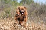 SPITZ ALLEMAND 481
